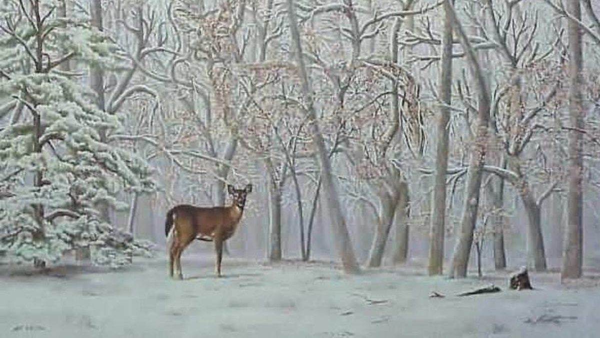  test inteligencije jelen u šumi 