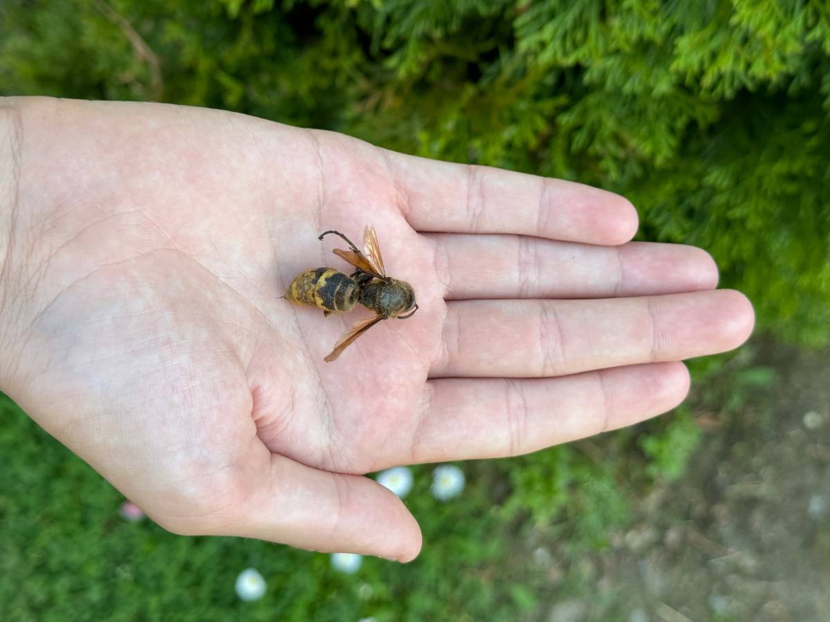  Orijentalni stršljen se pojavio u Hrvatskoj poslije 50 godina 