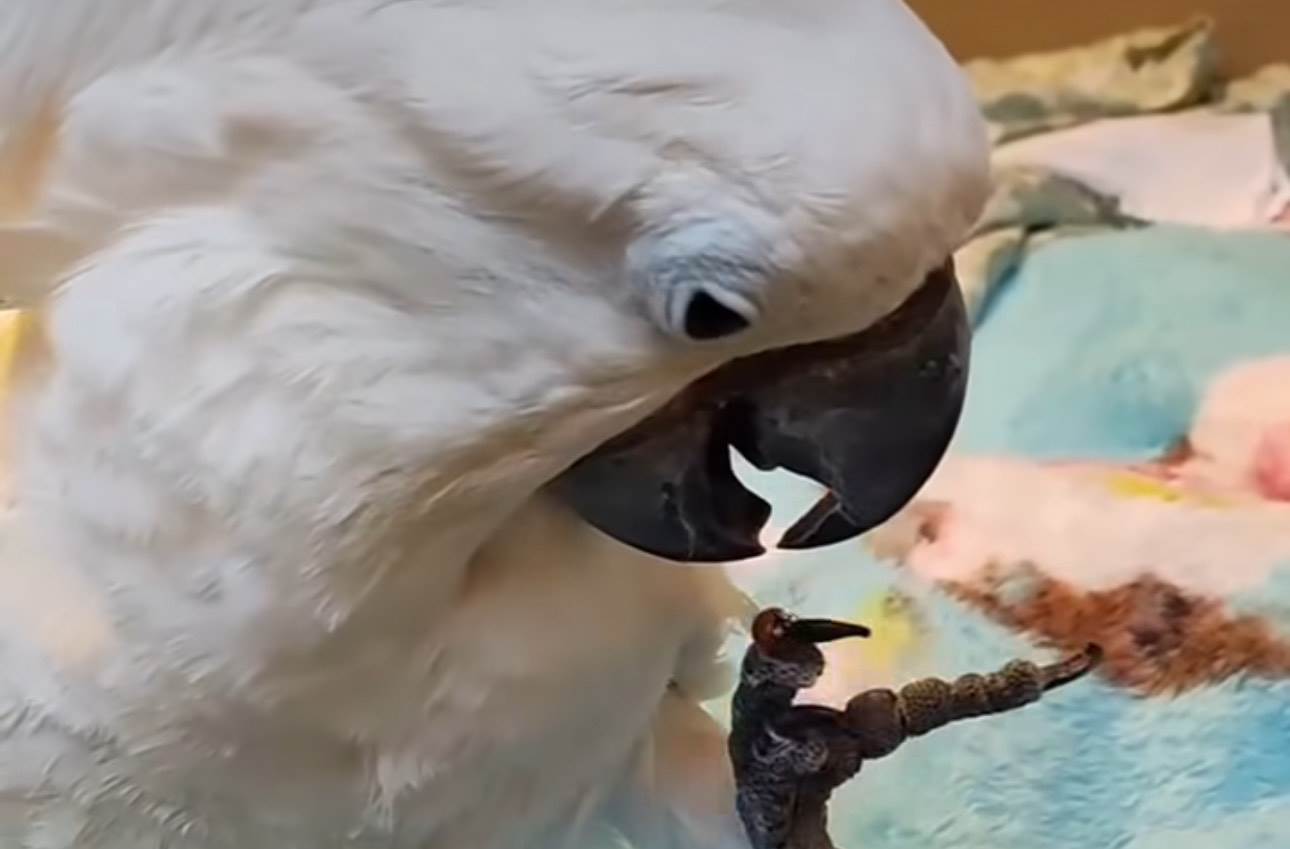  papagaj i bubamara video 