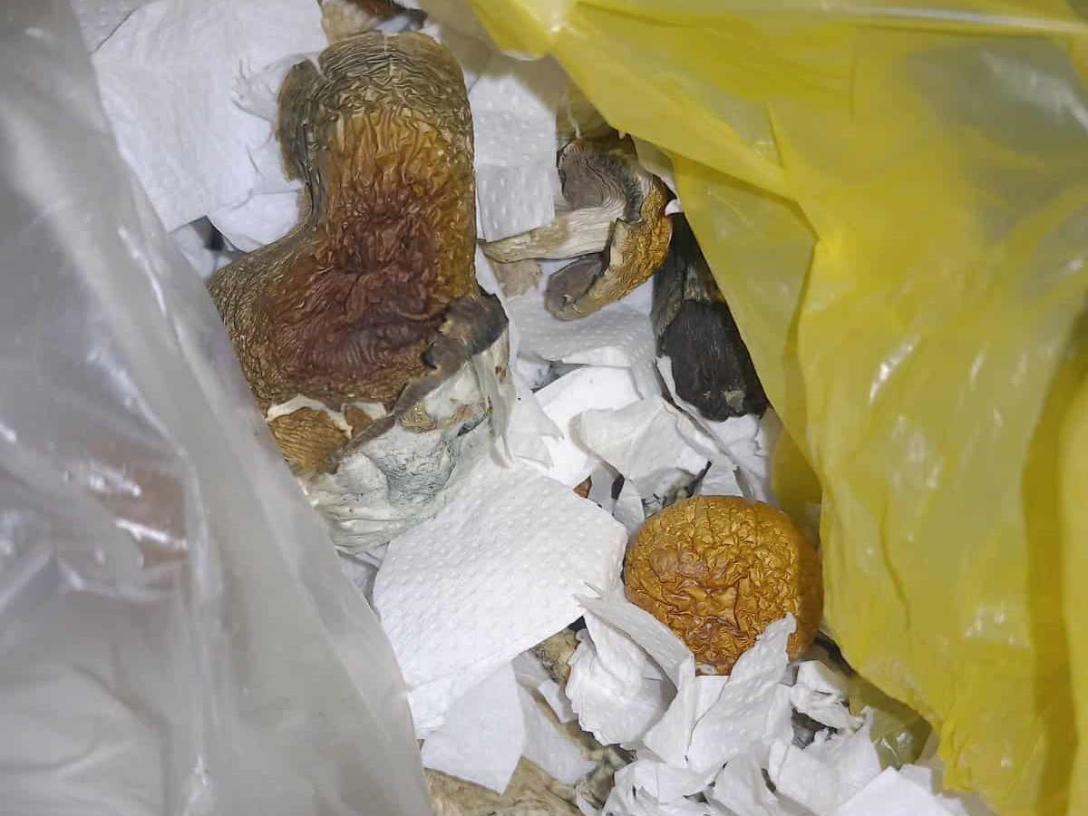  U Brodu oduzete halucinogene gljive 