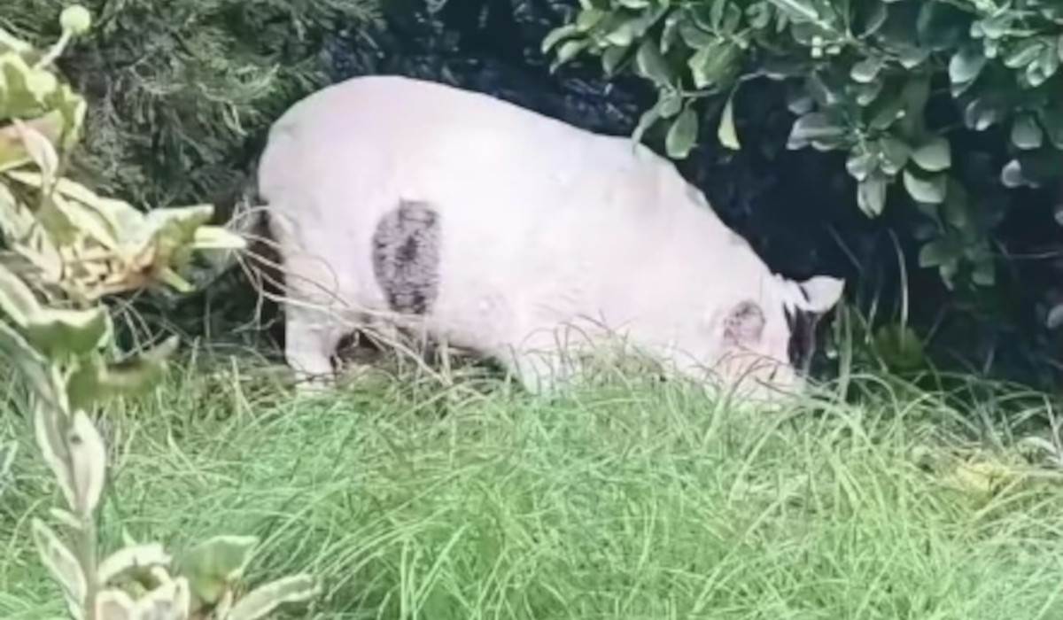  optička varka svinja ili mačka 