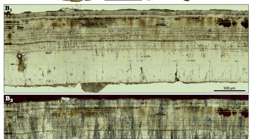  Holandski istraživači otkrili fosil jajeta dinosaurusa star milion godina 