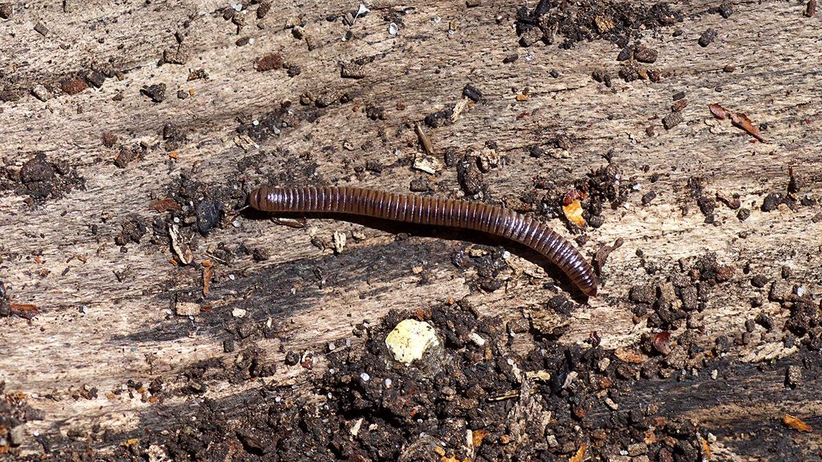  Kako se riješiti stonoga  u jesen 