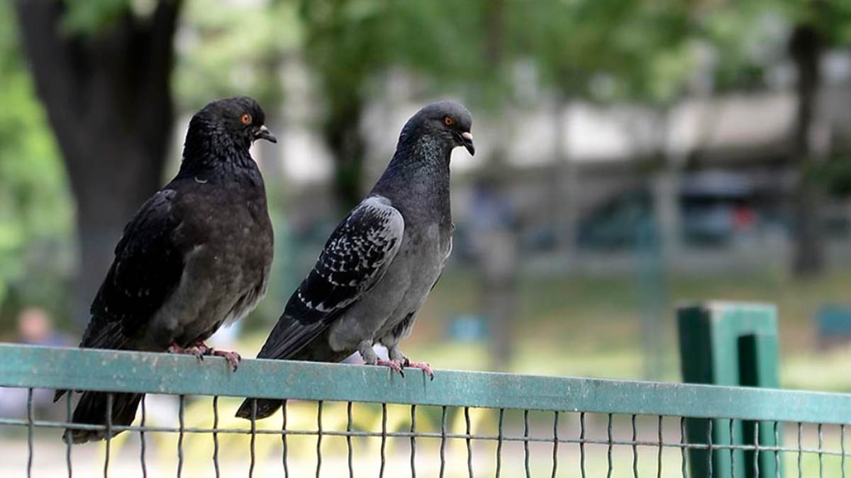  gdje žive ptići golubova 