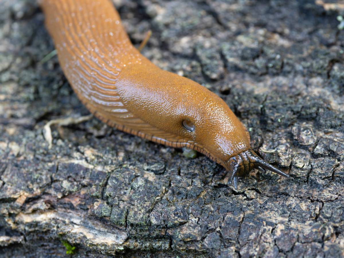  Puž zvonio stanarima zgrade u Njemačkoj 