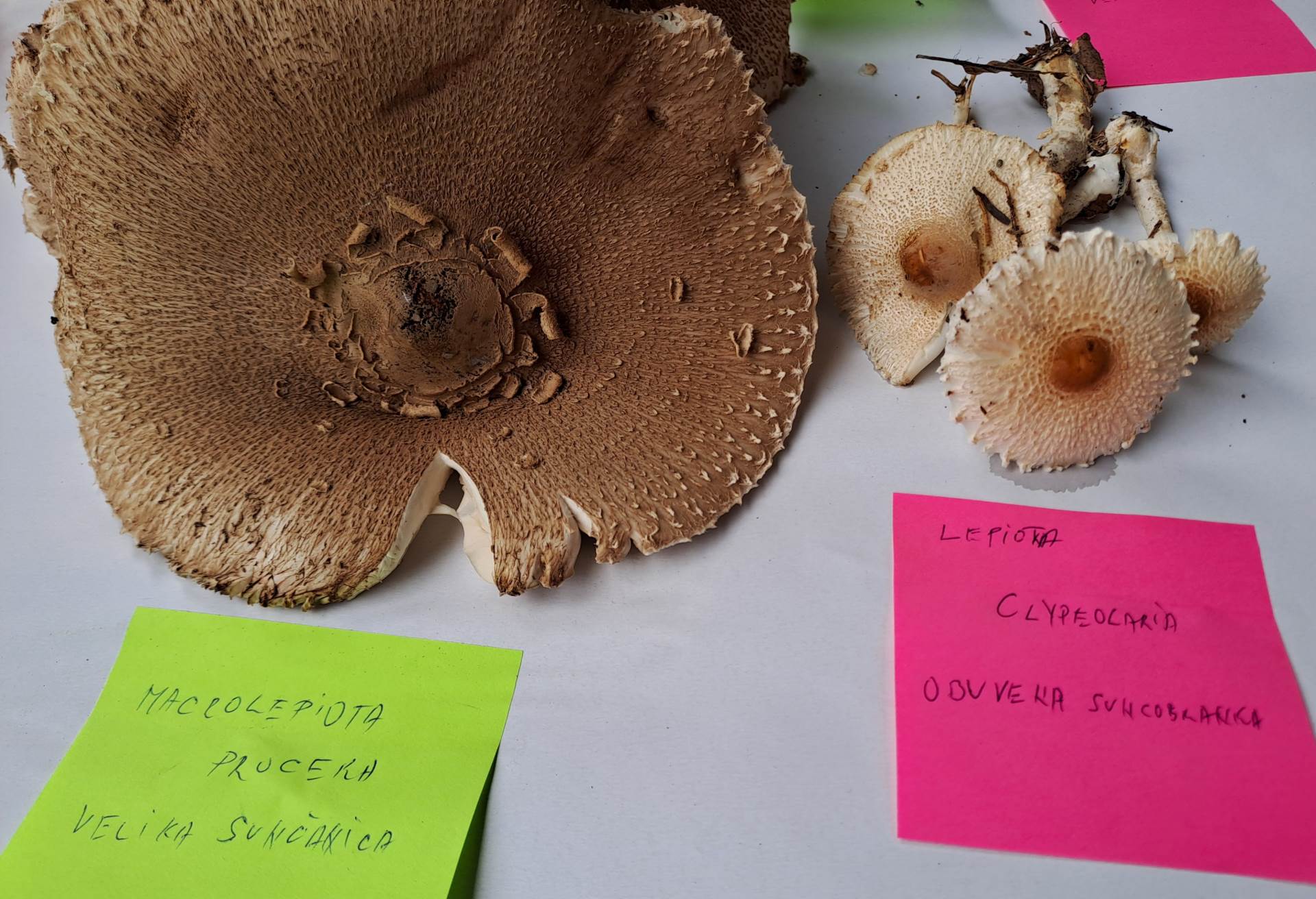  Dani gljiva na Balkani 