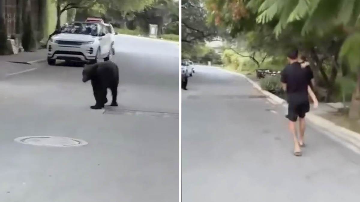  Anhel Korea bježao od medvjeda 