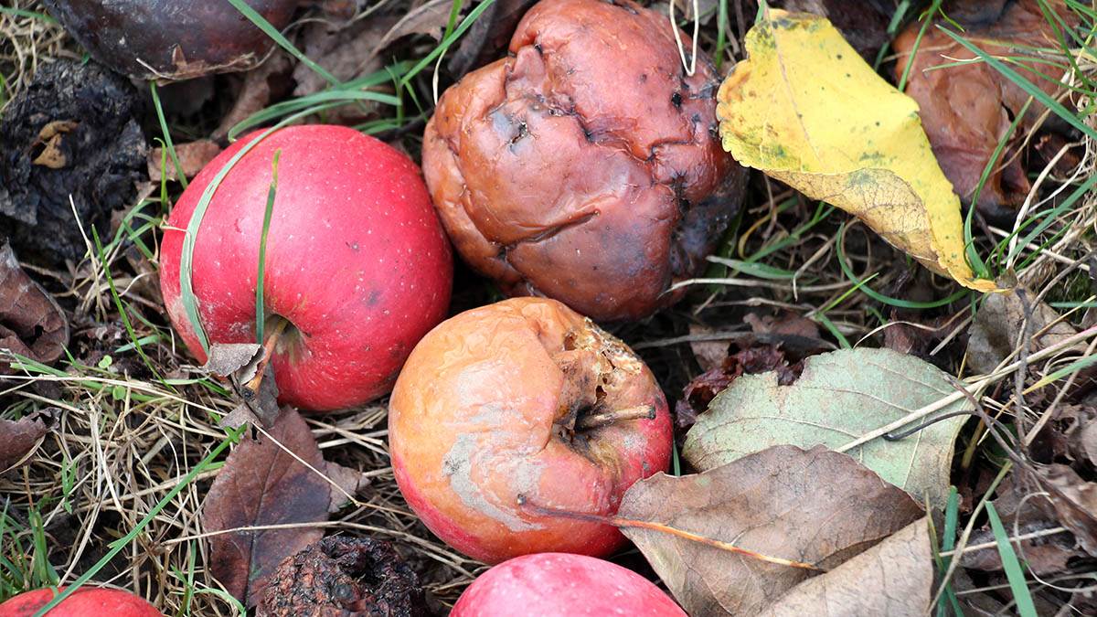  Šta raditi sa opalim voćem 