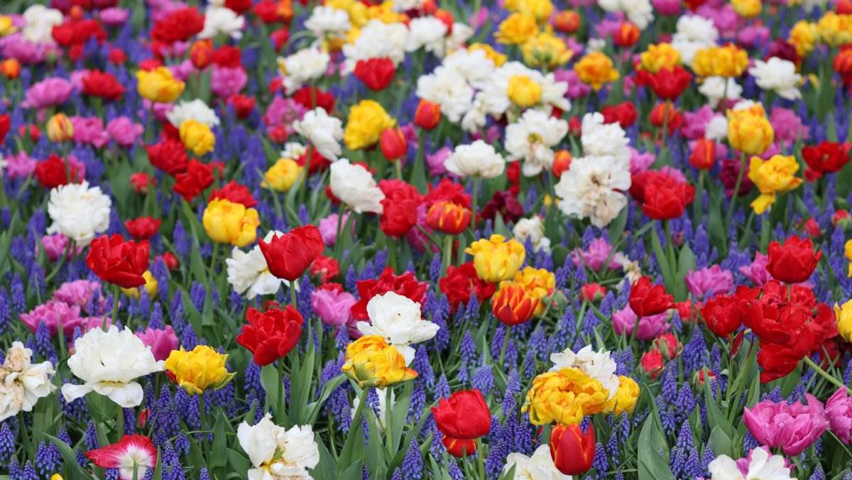  3 cvijeta koja se sade u oktobru 