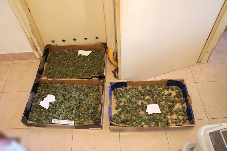  Sedamdesetogodišnjak uzgajao marihuanu 