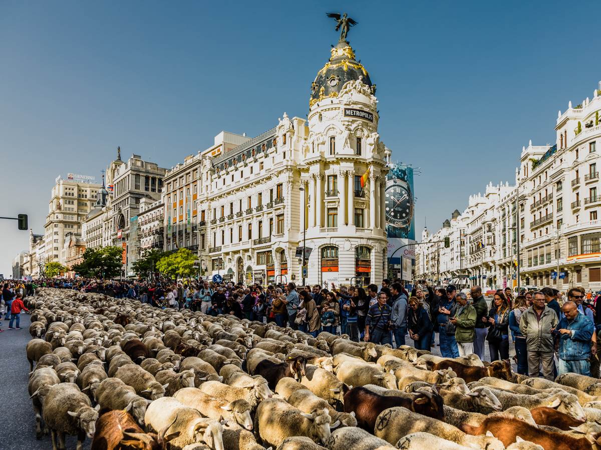  Stado od 1.100 ovaca i 200 koza prošlo kroz Madrid 