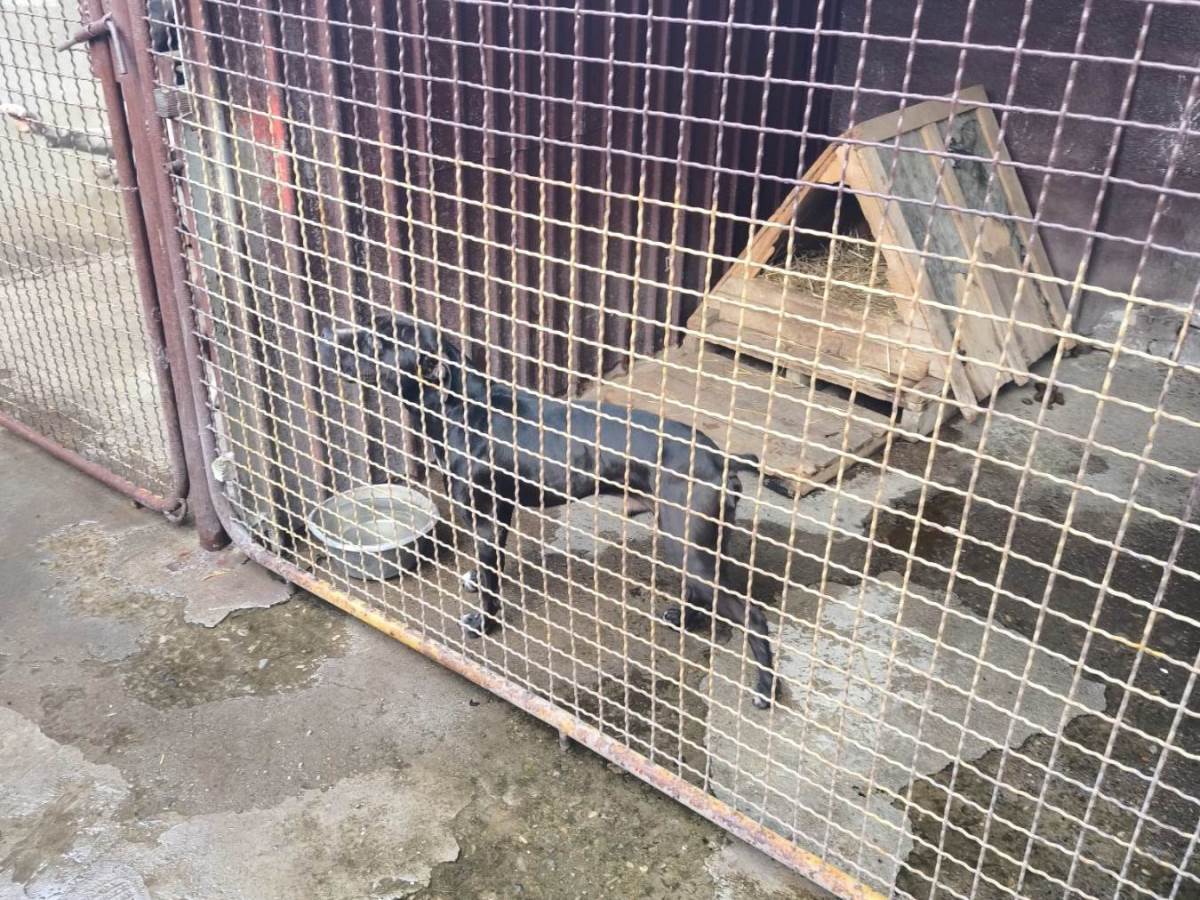   Brođanin osumnjičen da je organizovao borbe pasa 