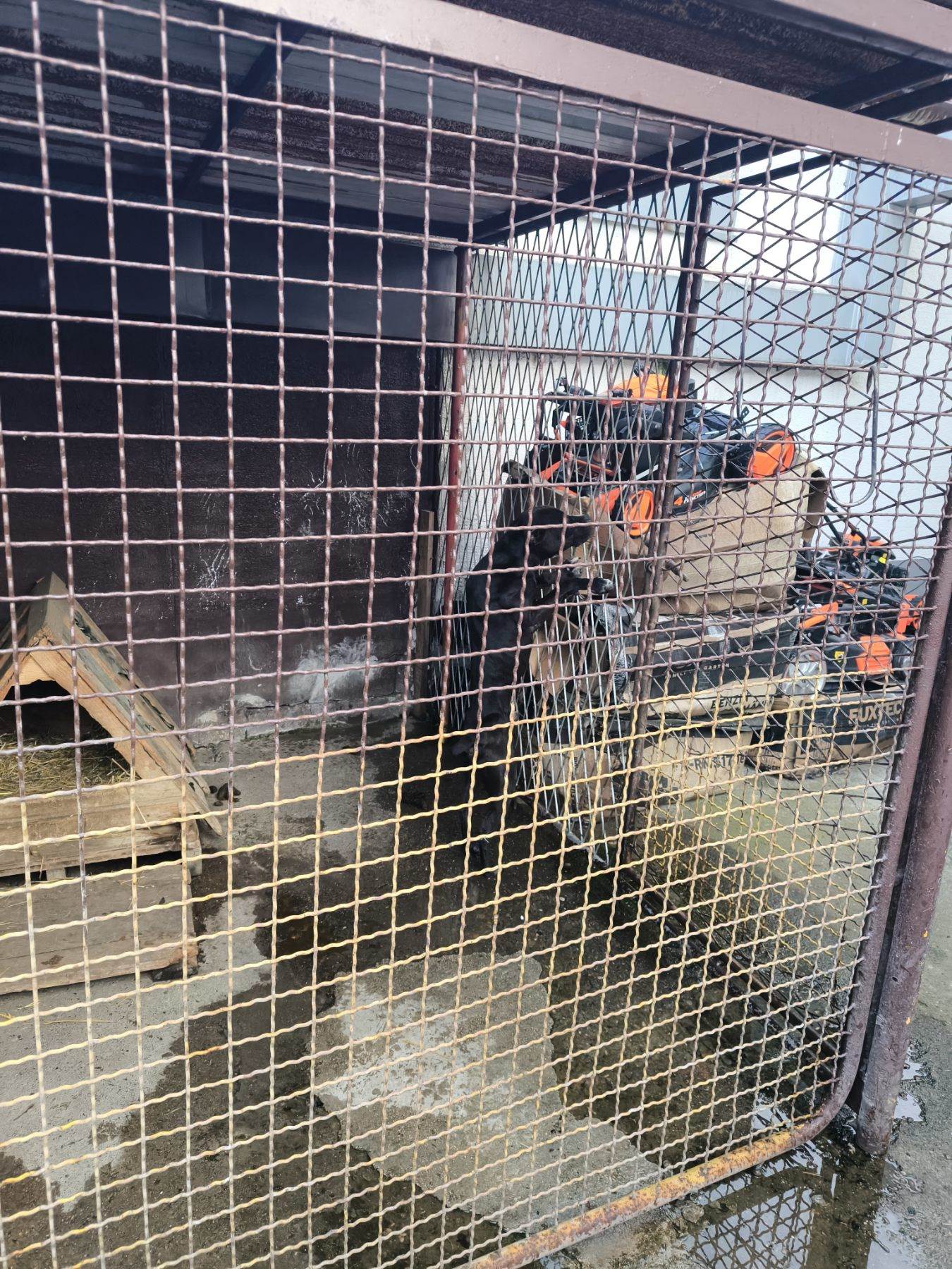  Psi spašeni iz borbi smješteni u Prnjavoru 