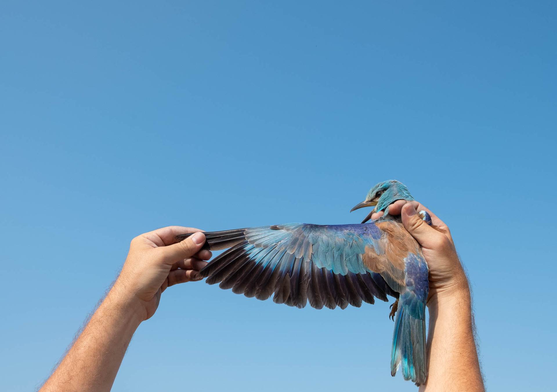   kućice za gniježđenje modrovrane u livanjskom polju 