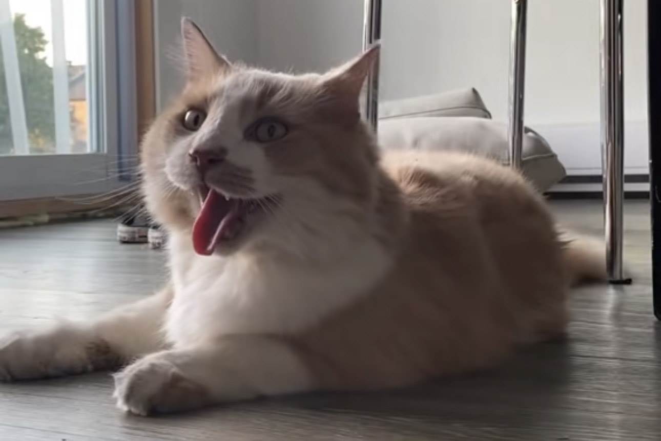  Mačka se ponaša kao pas 