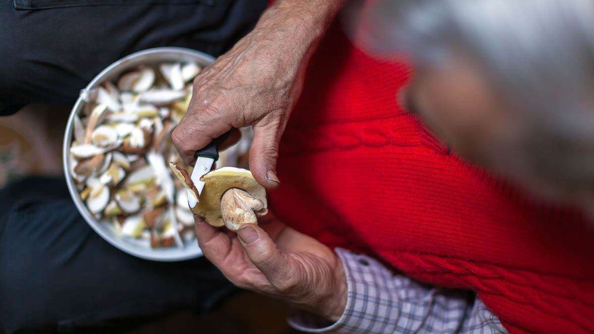  Pečurke bogate vitaminom D 