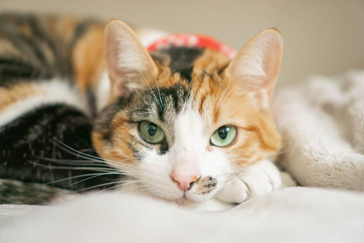  vjerovanja vezana za mačke 