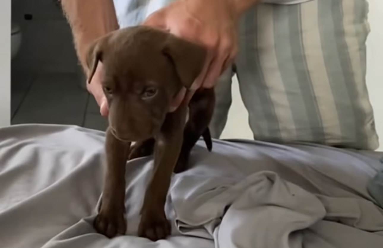  Umorno štene hit video na mrežama 