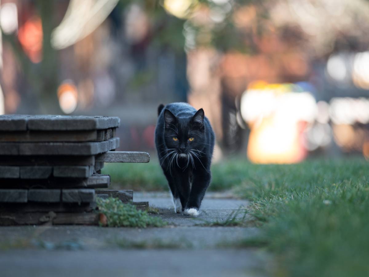  Vlasti u Terasi zabranile usvajanje crnih mačaka zbog Noći vještica 