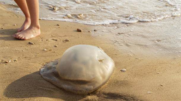  Opekotine meduze se ovako leče 