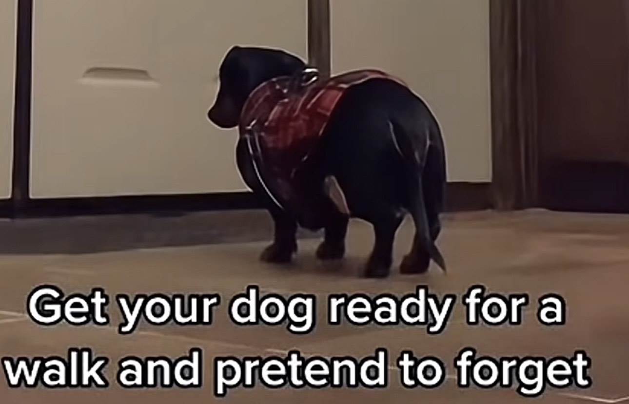  izazov sa ljubimcima postao je hit na mrežama 