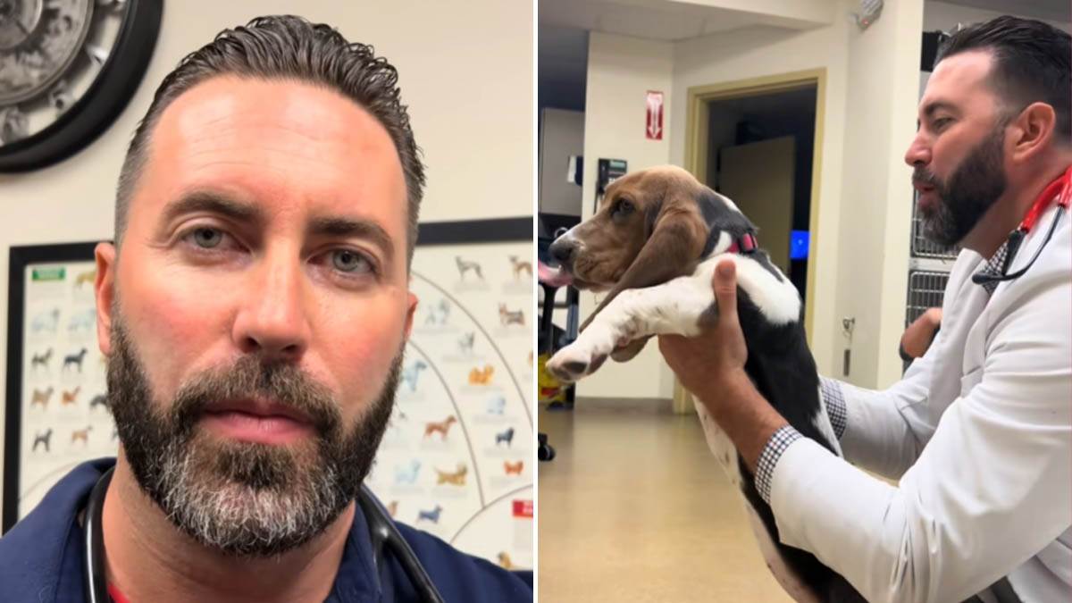  rase pasa koje se najčešće razboljevaju 