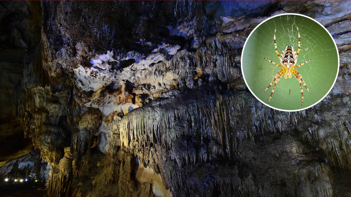  Najveća paukova mreža na svijetu 