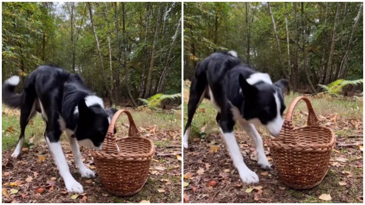  Psi koji skupljaju kestenje postali viralni 