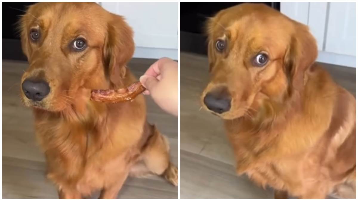  Video razmaženog psa 