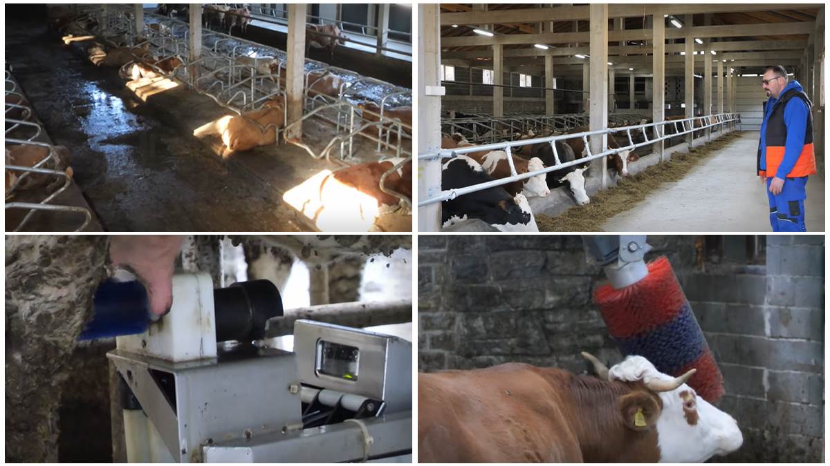  Robot muze krave na Vlašiću 