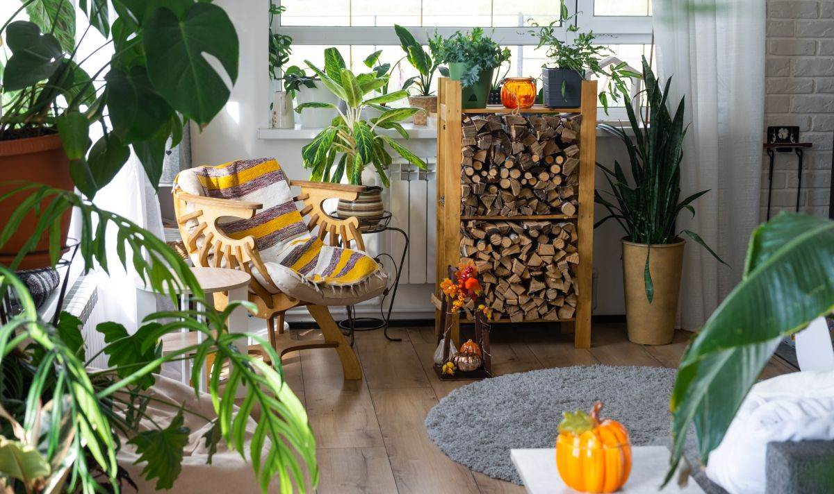  10 sobnih biljaka koje mirišu na jesen i bez cvijeta 