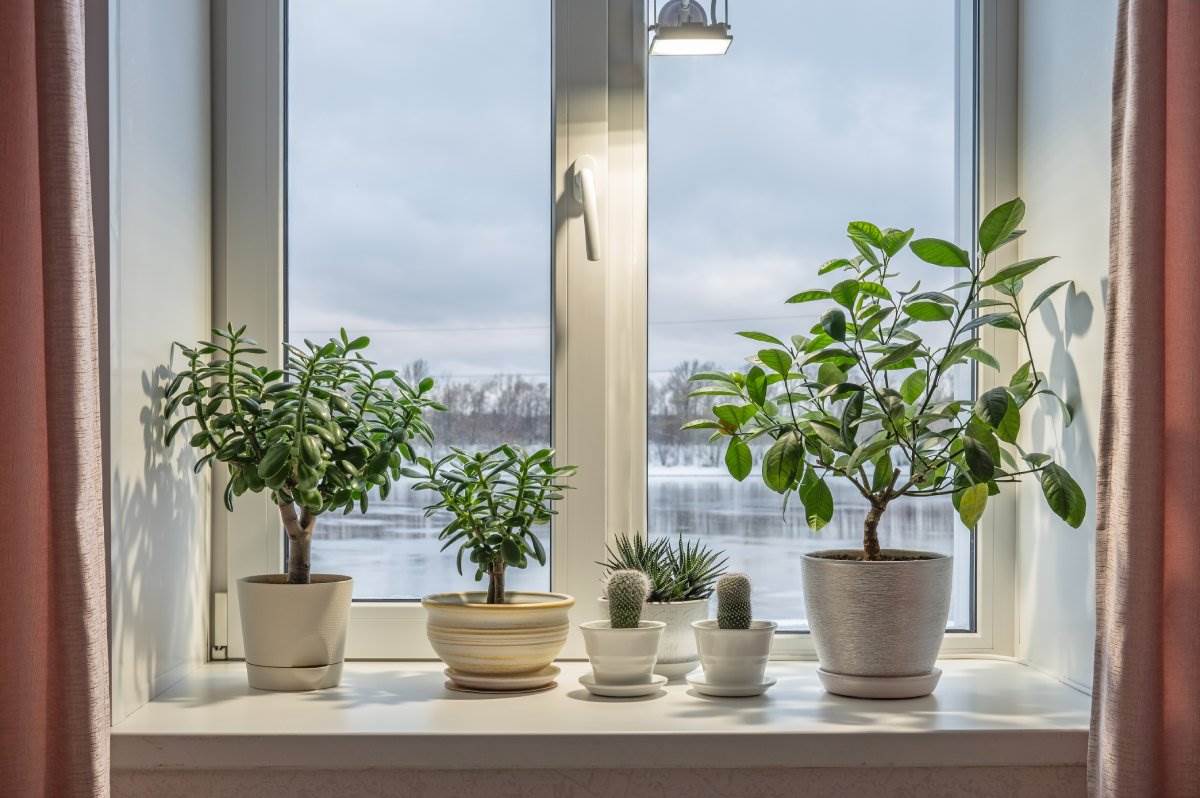  Njega sobnih biljaka zimi 