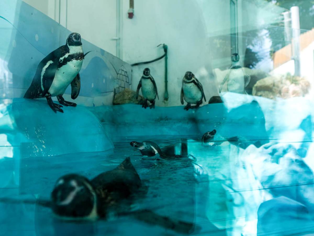  U Beo zoo vrt iz Danske stigla 4 mlada pingvina 