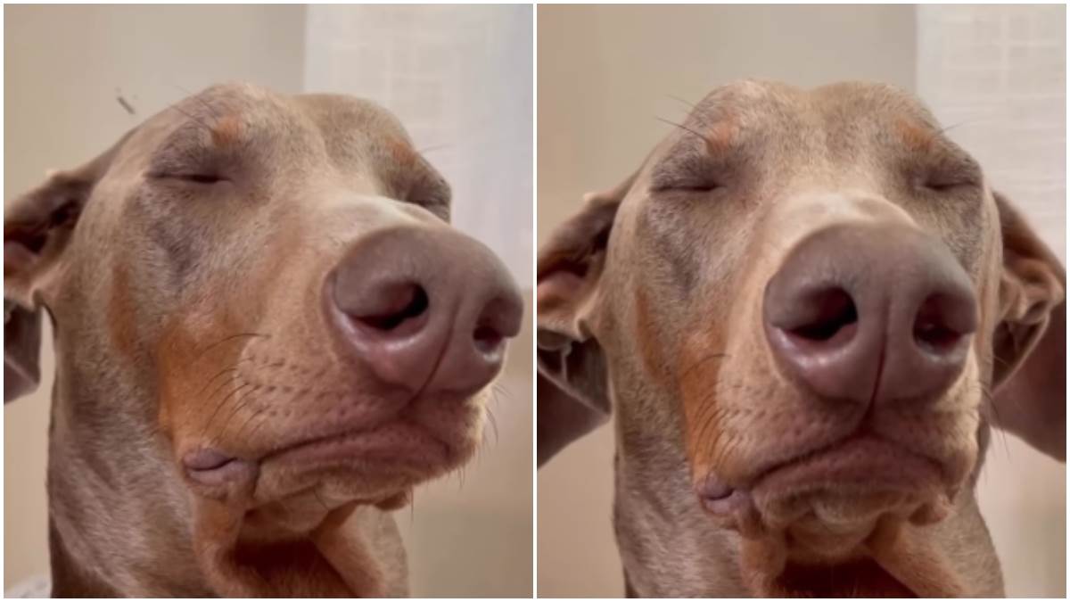  Snimak psa kome nije do maženja nasmijao pratioce 