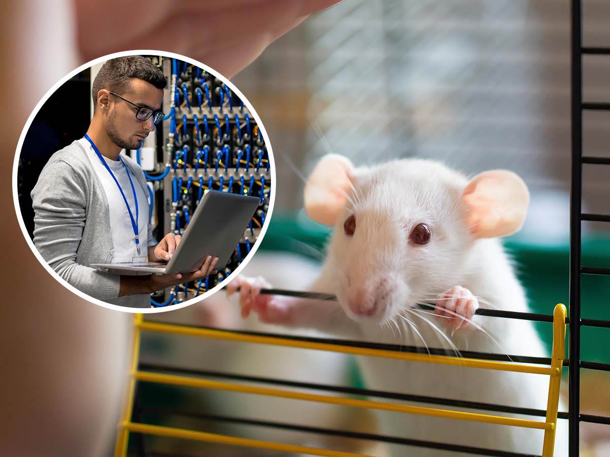  Naučnici napravili virtuelni mozak miša 