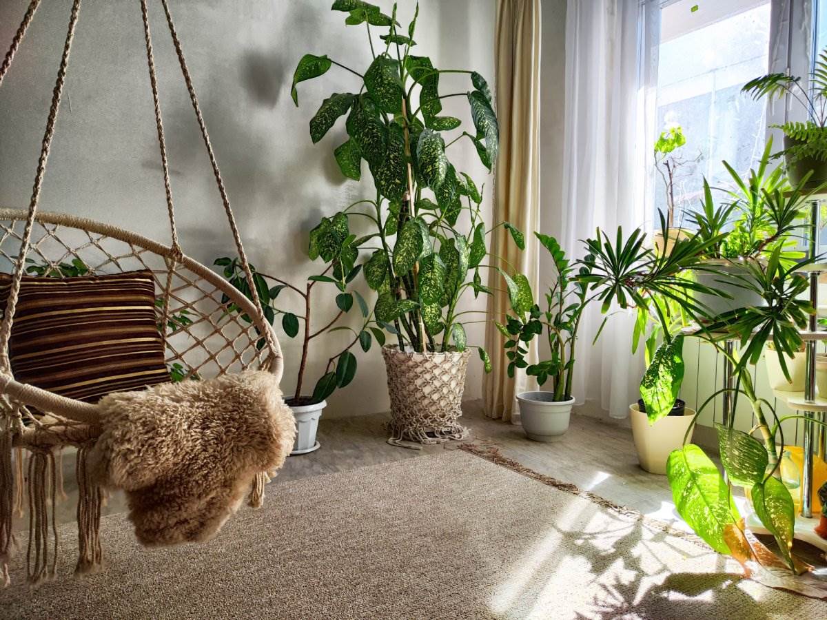  Izdržljive sobne biljke koje ne traže puno nege 