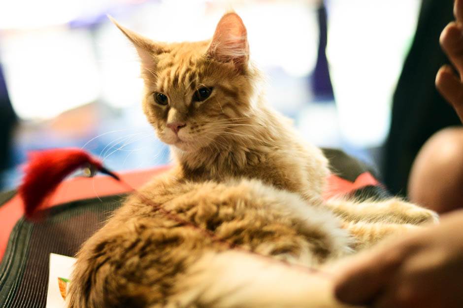  Evropska unija je usvojila nova pravila za pse i mačke 