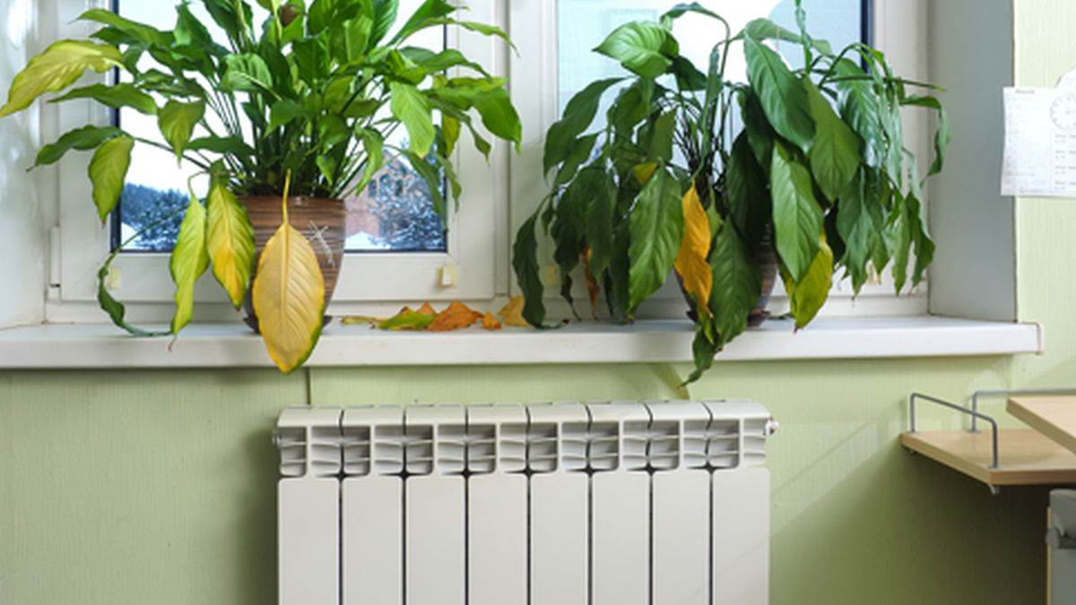  zašto biljke u stanu zimi venu 