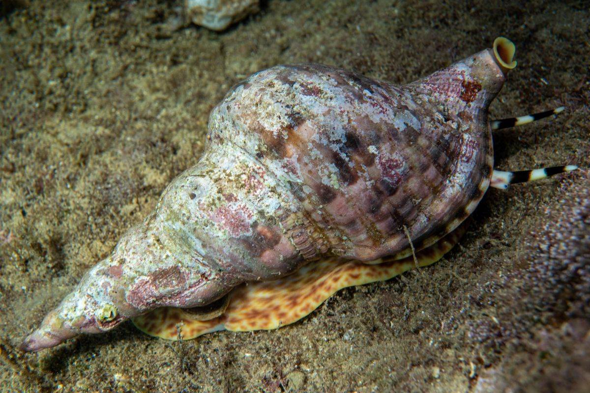  Otkriveni prvi instrumenti u španiji 