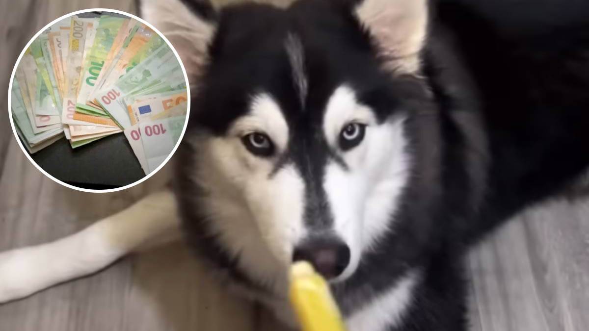   prosječan američki pas "zarađuje" više od 40 odsto svjetske populacij 