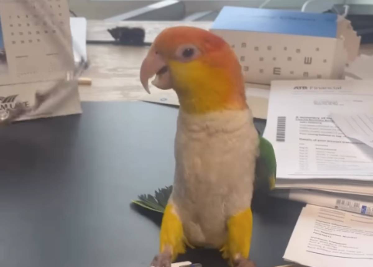  Iznervirani papagaj hit na internetu 