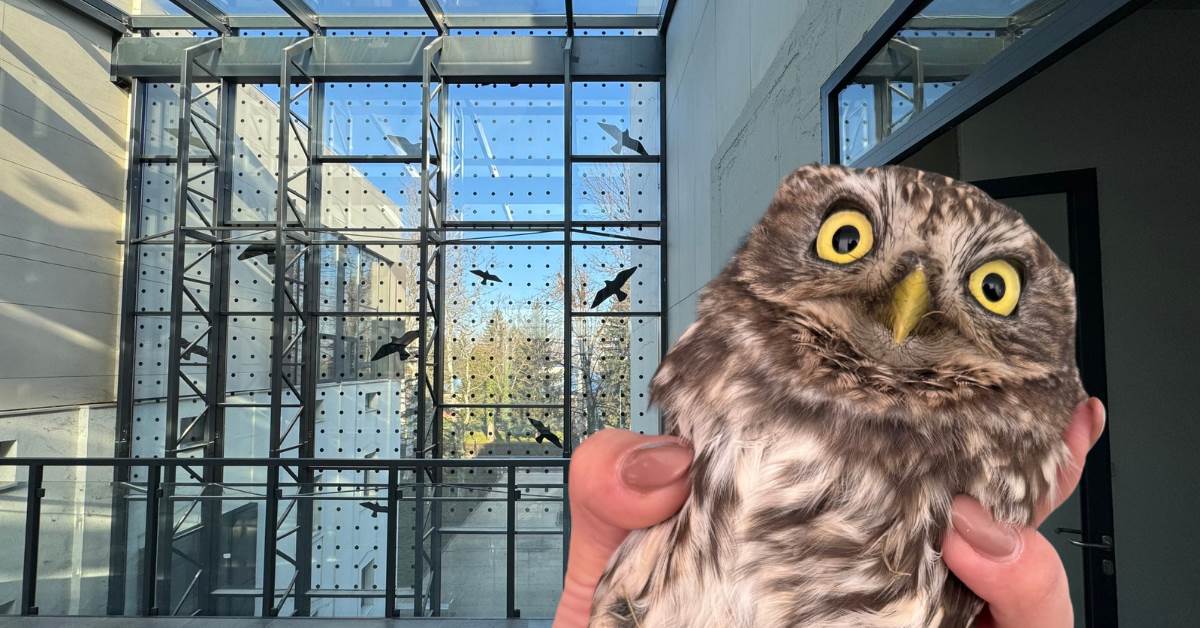  Jedna sova pokrenula promjene: Kampus u Banjaluci postao sigurnije mjesto za ptice 