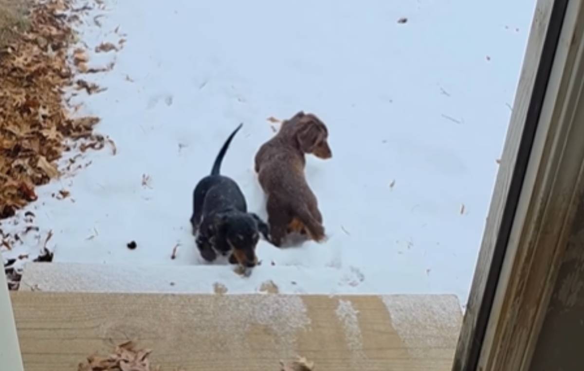  Snimak prvog susreta psa sa snegom 