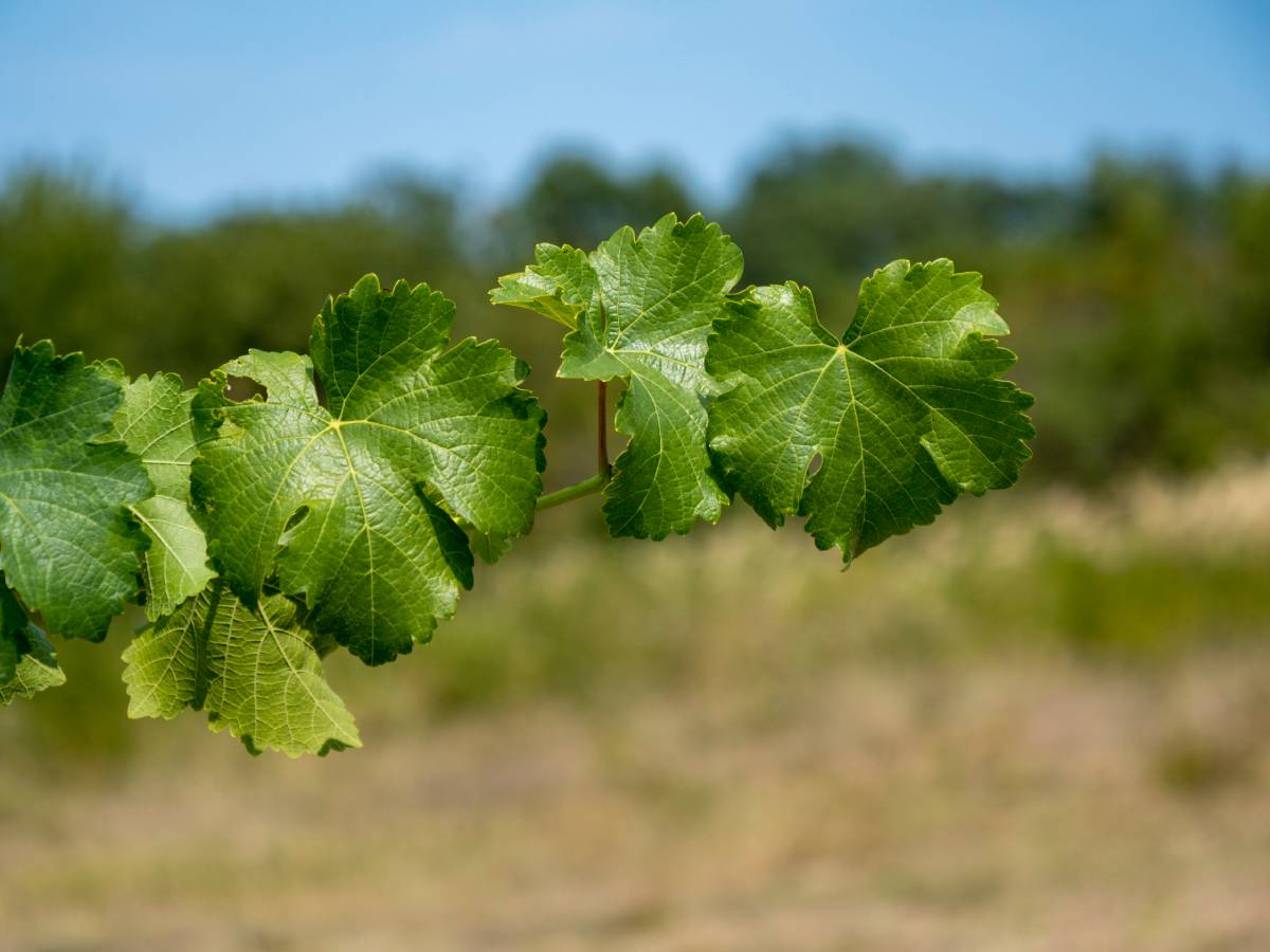  Jedna od najstarijih vinovih loza na svijetu nalazi se u Srbiji 