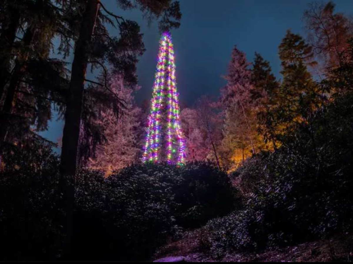  Najviša jelka na svijetu visoka je kao petospratnica, a nalazi se u Evropi 