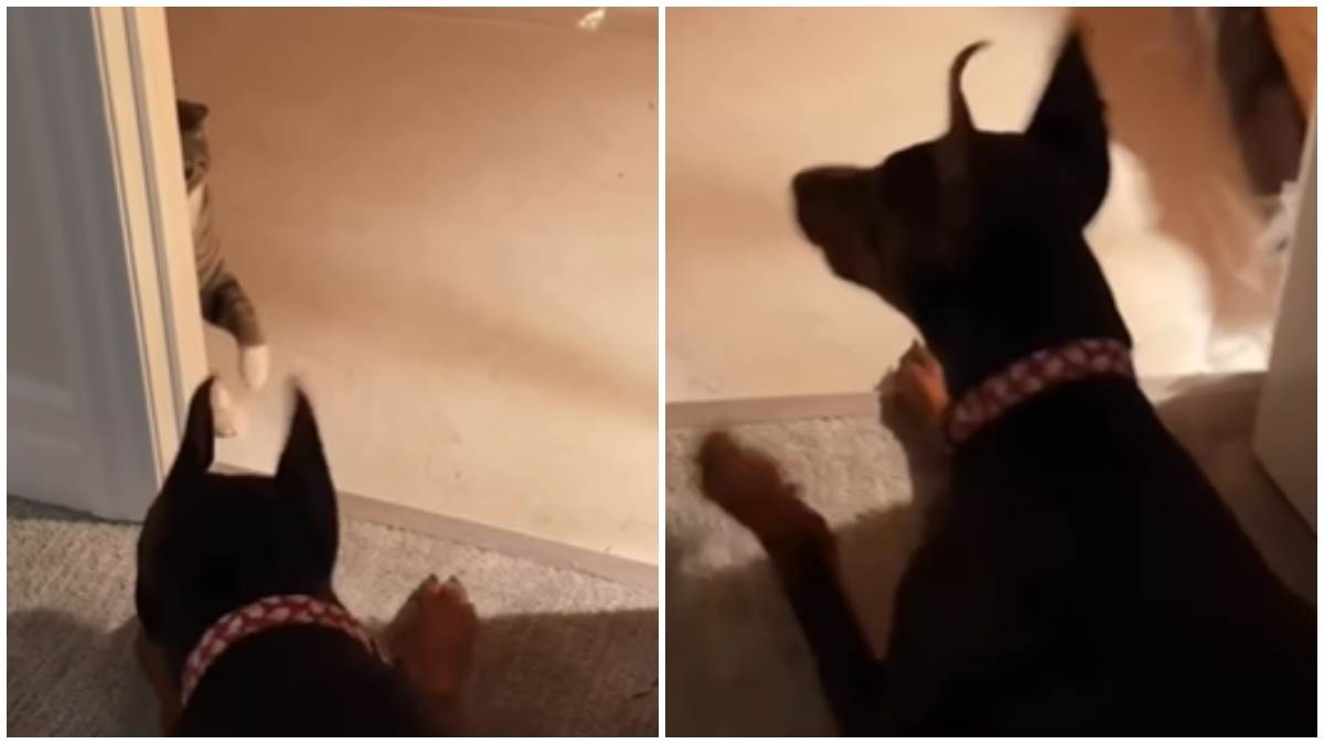  Smiješna borba dobermana i mačke 