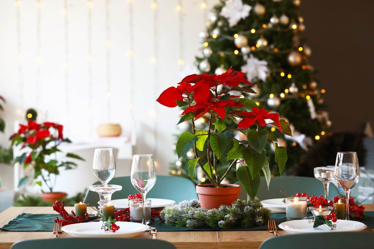  Savjeti za njegu božićne zvijezde 