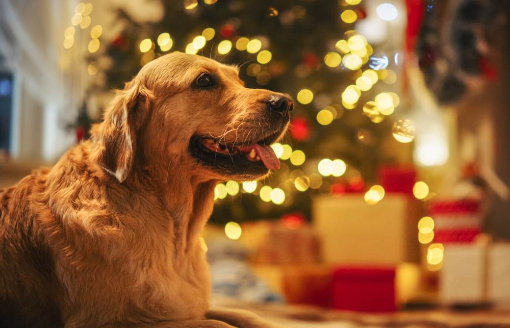  kako da se pas ne uznemiri zbog gostiju i gužve 