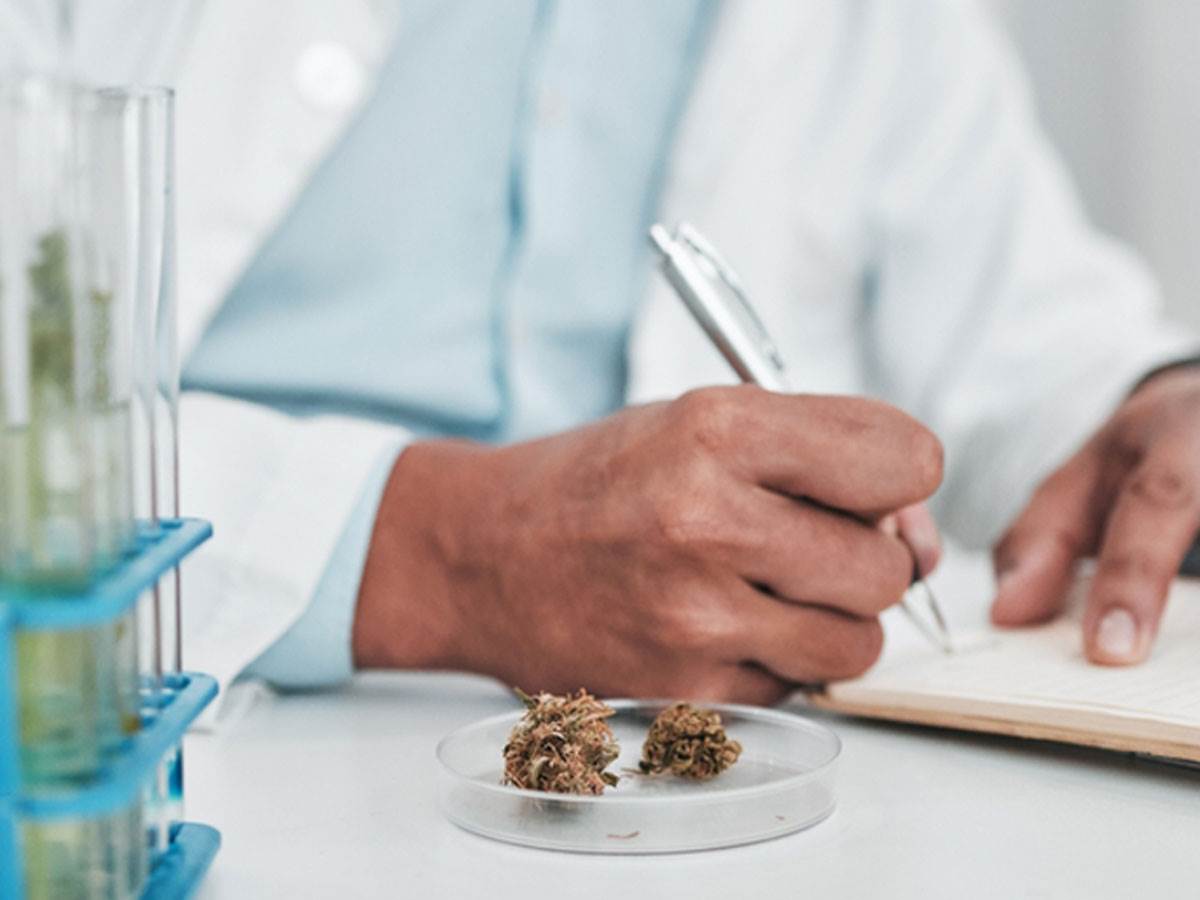 Usvojena odluka o legalizaciji kanabisa u medicinske svrhe