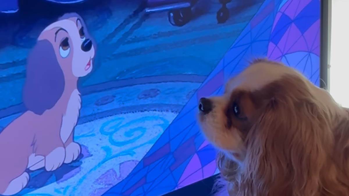  Reakcija psa na crtani film Maza i Lunja 